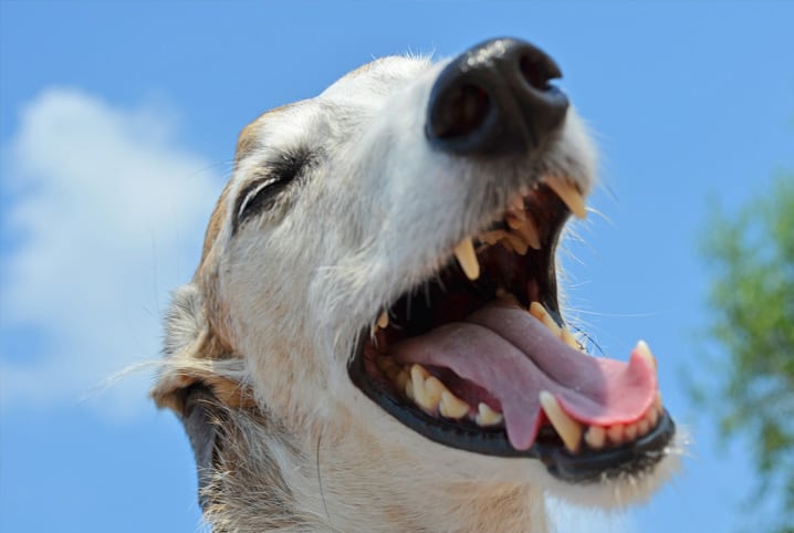 Sabe como tirar mau hálito de cachorro? Aprenda aqui!