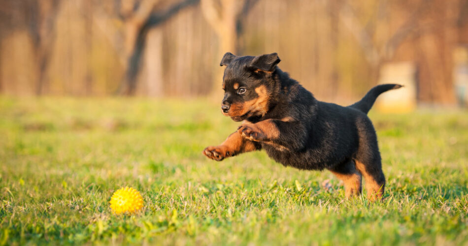 5 brincadeiras para fazer com filhote de cachorro