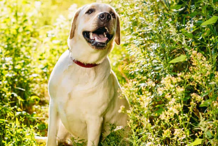 Ideias criativas de nomes para cachorro labrador