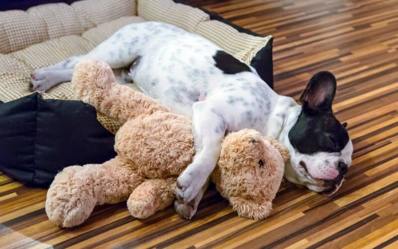 Filhotes de cachorro – Preparação e cuidados básicos