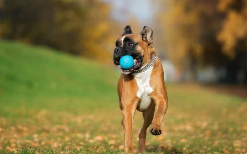 Boxer – Coragem, vigilância e muito amor pela família