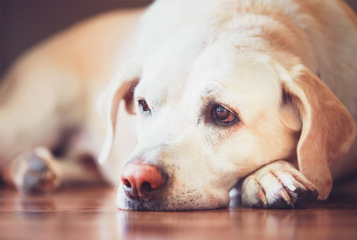 Cachorro sente falta do dono: como suavizar o problema