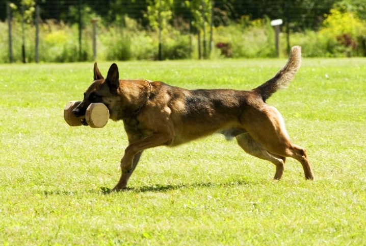 Cachorro trabalhador: 6 profissões desempenhadas por cães!