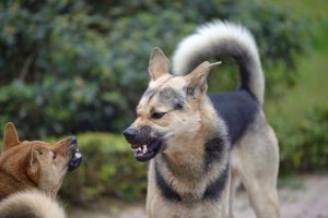 Como separar uma briga de cachorro