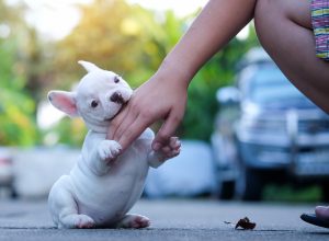 O que devo fazer se for mordido por um cachorro