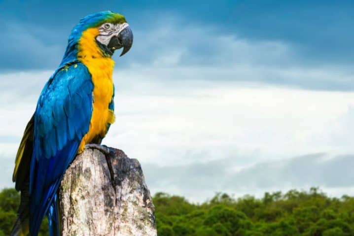 Tráfico de animais silvestres- Como posso denunciar?