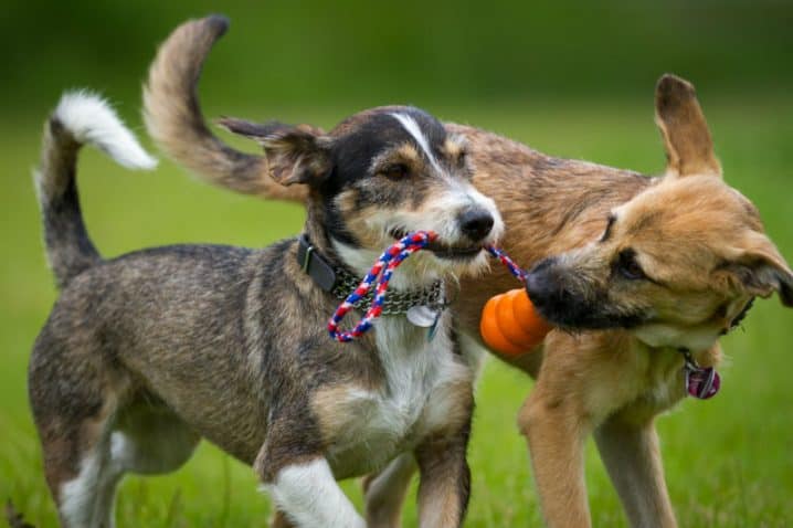 Acessórios para cachorros – Como escolher os melhores