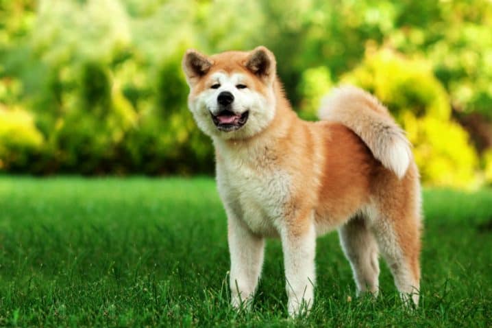 Akita Inu – Um verdadeiro monumento japonês de amor