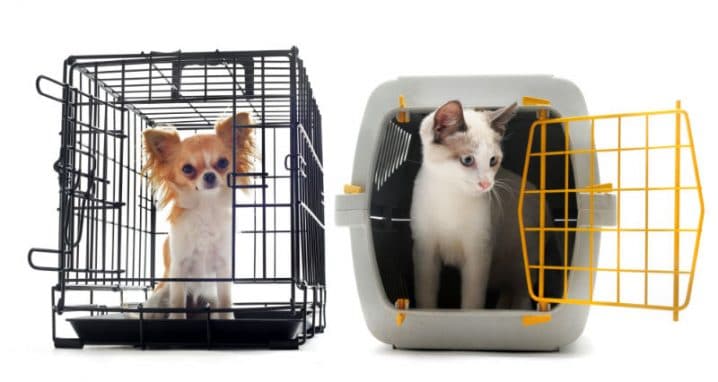 Caixa de transporte para gatos e cachorros: viagem pet