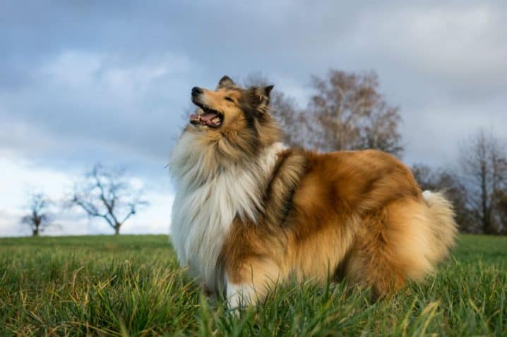 Collie – Protetor, inteligente e amigo das crianças