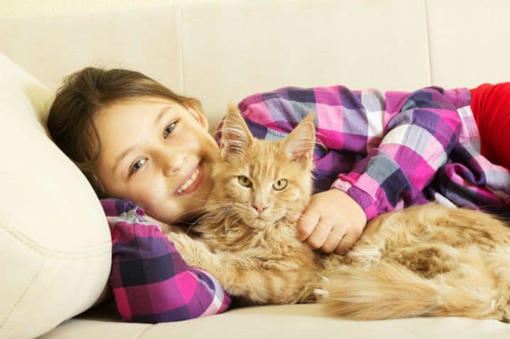 Maine Coon – Um gigante gentil no mundo dos felinos