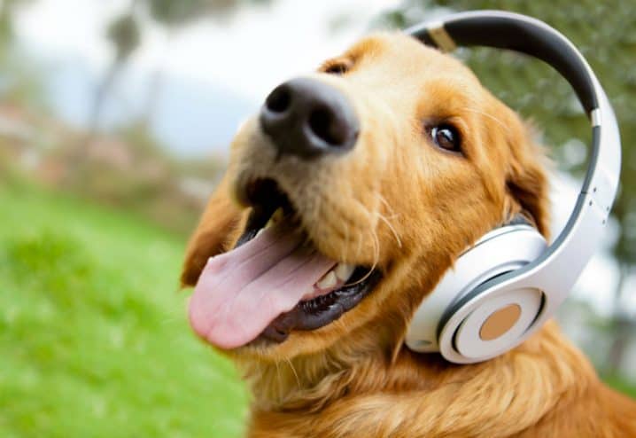 Música para cachorros – Como influenciam no bem-estar