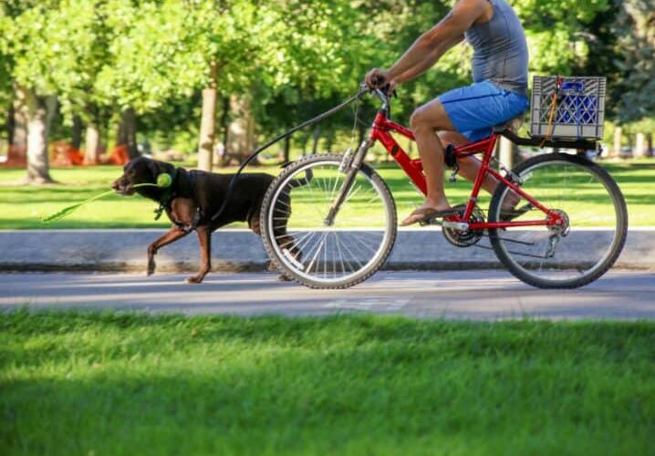 Passear com cachorro – Exercício para pets e tutores