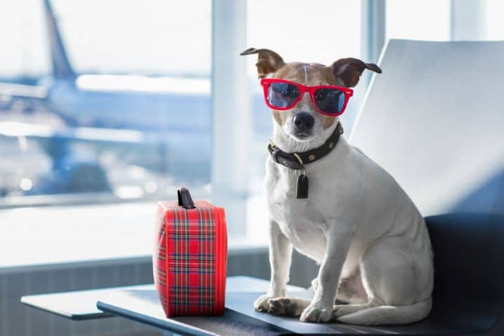 Viajar de avião com cachorro – Cuidados e precauções