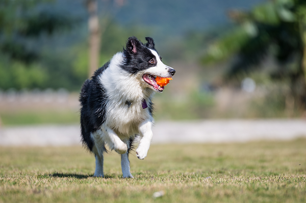 Border collie em apartamento