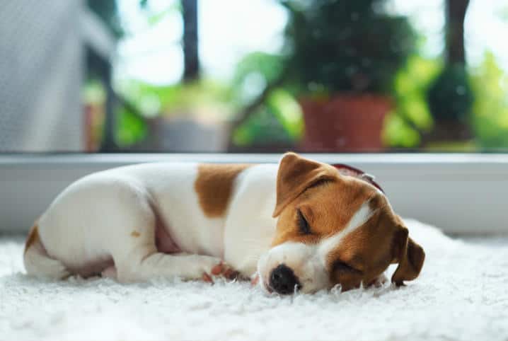 Cachorro sonha? Entenda a soneca agitada