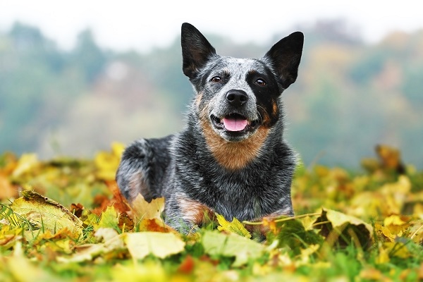 História da raça Australian Cattle Dog