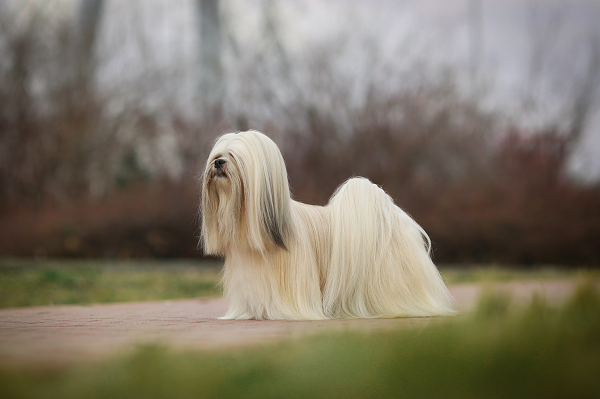 Penteados para Lhasa Apso