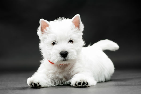 A história do West Highland White Terrier