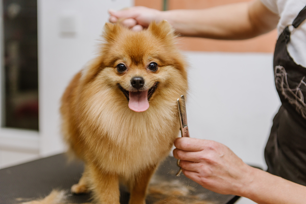 A tosa do lulu da pomerânia