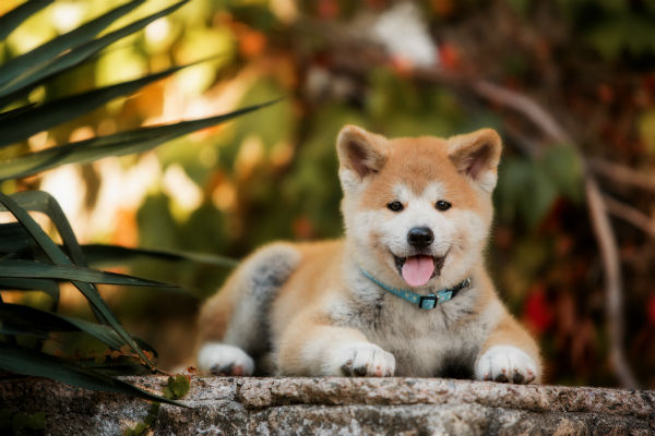 As características do Akita