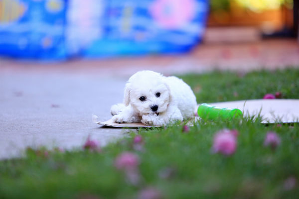 As características do Bichon Frisé