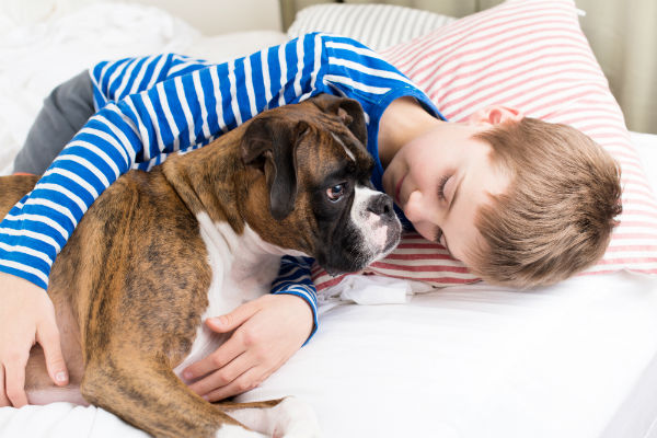 Cachorro boxer é bravo?