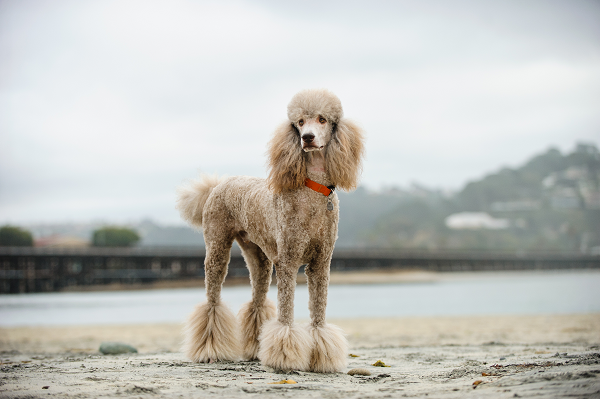 Como tosar Poodle com tesoura