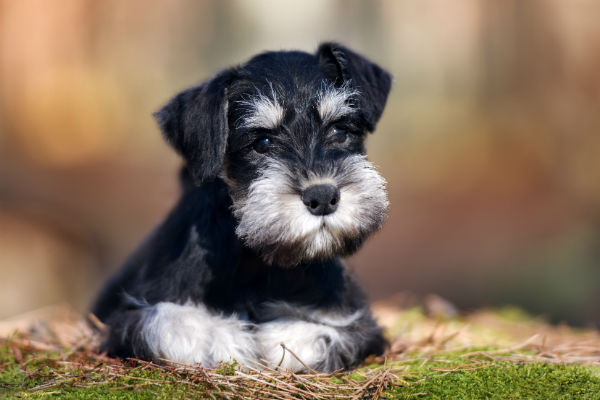 Conheça mais sobre o schnauzer miniatura