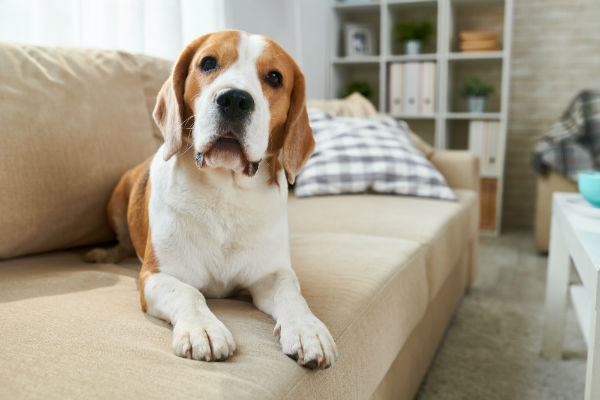 Dicas de como criar um cachorro em apartamento