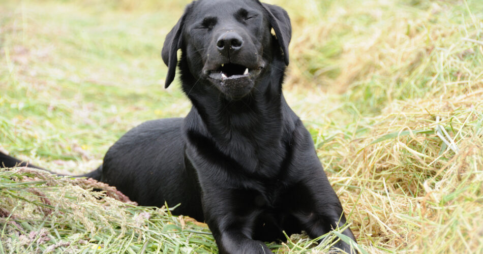 Espirro reverso em cães