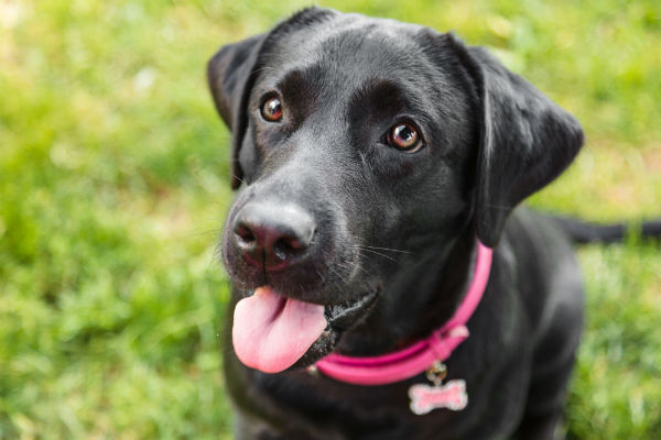 Nomes para Labrador fêmea