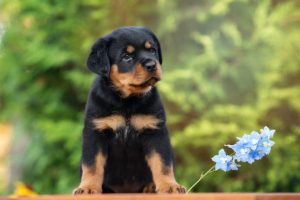 Nomes para Rottweiler fêmea