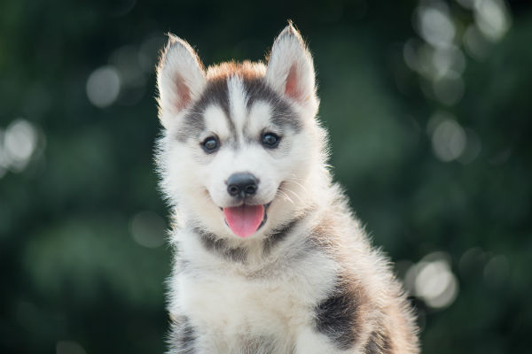 Nomes para cachorros da raça husky siberiano