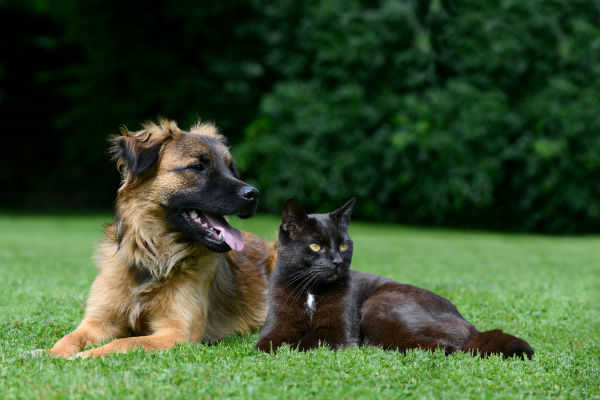 O que é um cachorro ou gato SRD?