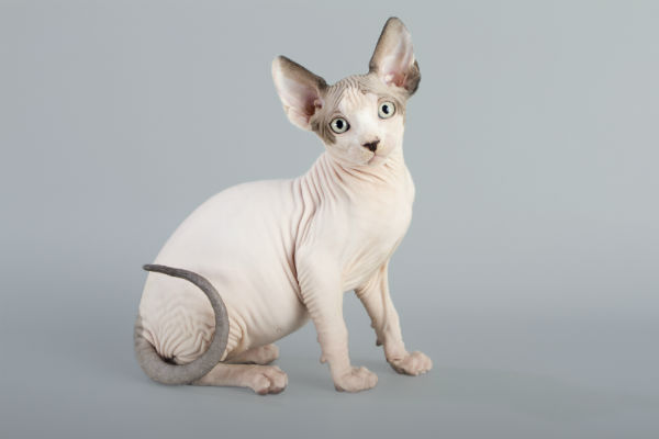 Origem do gato sphynx