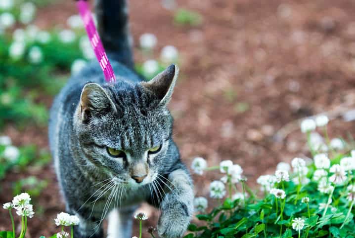 Passear com gato: as melhores dicas para sair com felinos