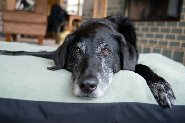 Quantos anos vive um cachorro Vira-lata?