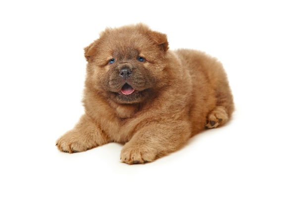 Querendo um filhote de Chow Chow? Conheça mais da raça