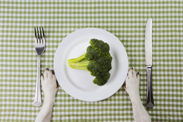 Alimentos para aumentar a imunidade dos cachorros