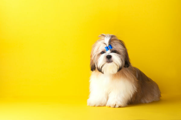 As cores do Shih tzu