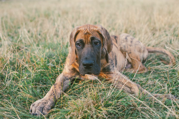 Conheça dez raças de cachorros grandes