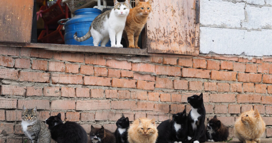 Dia do Protetor de Animais