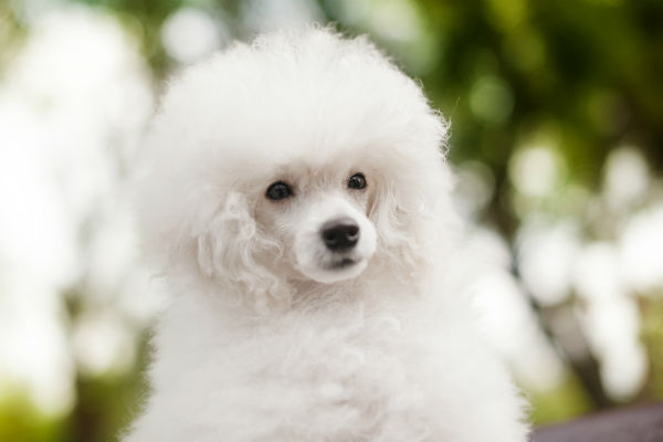 Diferença entre o bichon frisé e o poodle