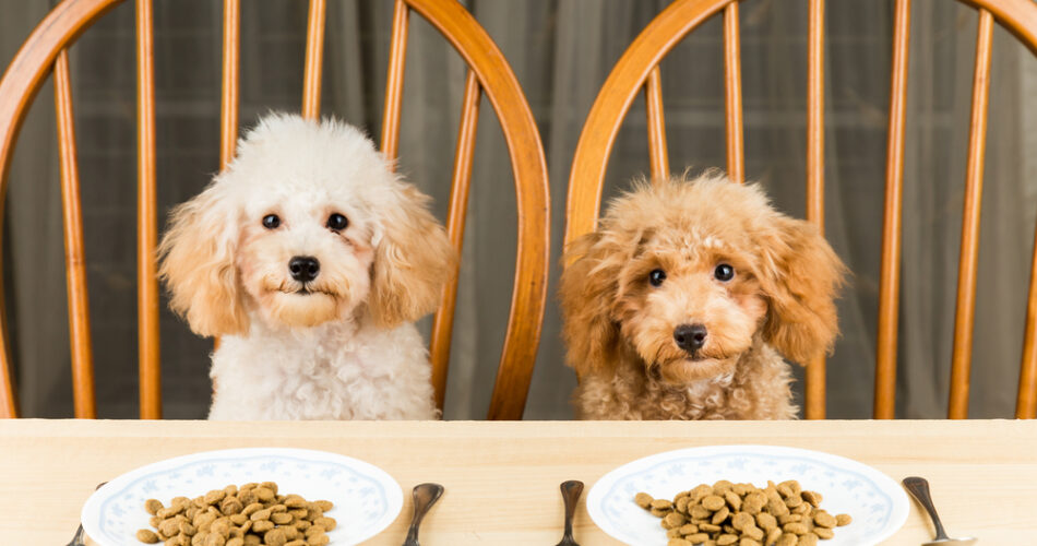 Meu cachorro não quer comer