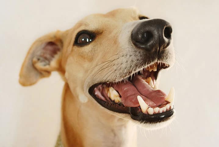 Meu cachorro quebrou o dente. E agora?