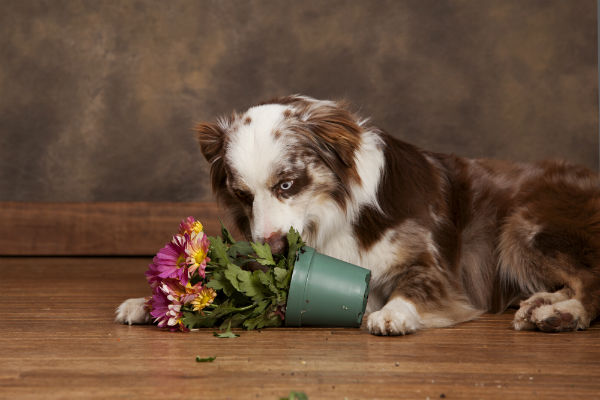 Plantas venenosas para cachorros e gatos