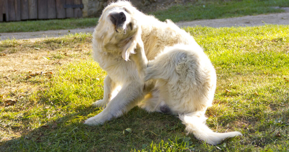 Tipos de carrapatos e como prevenir os pets