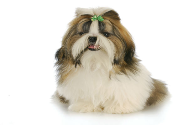 Tosas para Shih Tzu