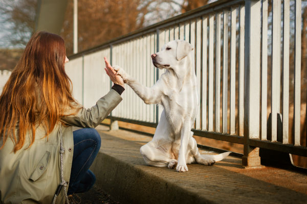 Como adestrar um Labrador?